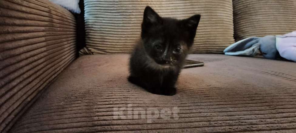 Кошки в Мытищах: Котенок девочка черепахового окраса Девочка, 1 руб. - фото 4