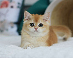 Кошки в Владивостоке: Роскошный британский котенок Мальчик, 150 000 руб. - фото 4