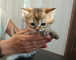 Кошки в Севастополе: Породистые котята ( без документов ) Мальчик, 15 000 руб. - фото 1