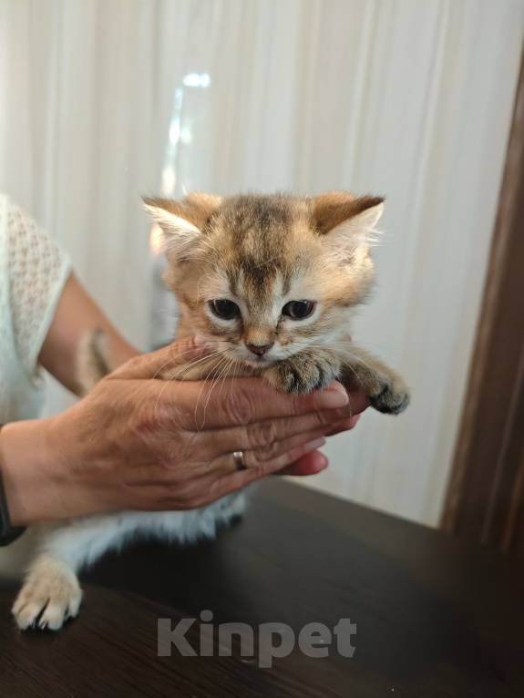 Кошки в Севастополе: Породистые котята ( без документов ) Мальчик, 15 000 руб. - фото 1