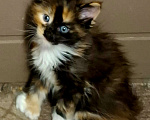 Кошки в Санкт-Петербурге: Девочка -полидакт 66 66 Девочка, 60 000 руб. - фото 1