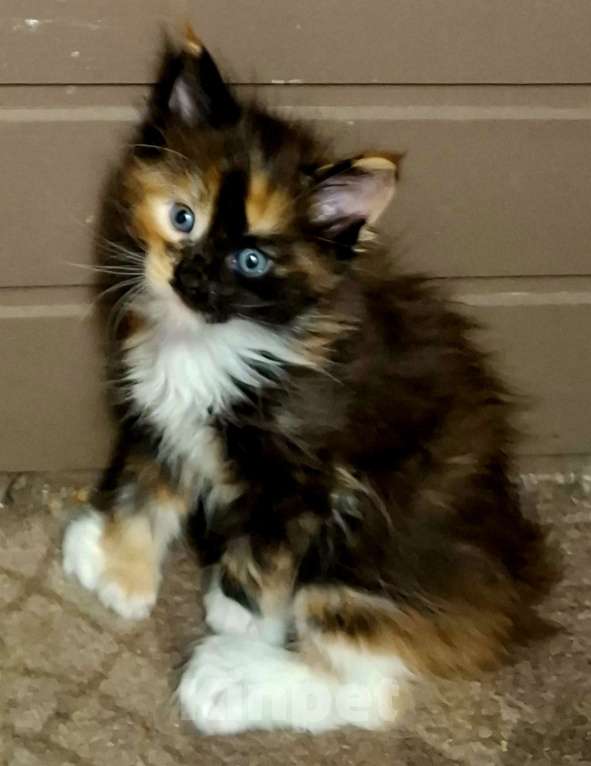 Кошки в Санкт-Петербурге: Девочка -полидакт 66 66 Девочка, 60 000 руб. - фото 1