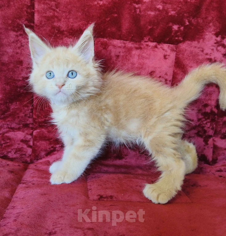 Кошки в Москве: Мейн-Кун полидакт Мальчик Мальчик, 90 000 руб. - фото 8