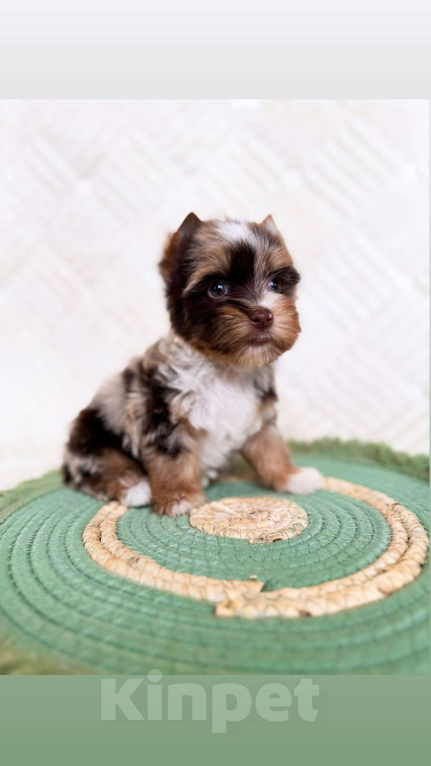 Собаки в Москве: Эксклюзивный мальчик красавчик Мальчик, 80 000 руб. - фото 2