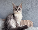 Кошки в Кудрово: Котенок Мейн-кун девочка Девочка, 55 000 руб. - фото 7