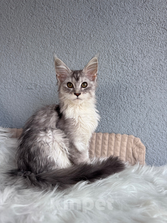 Кошки в Кудрово: Котенок Мейн-кун девочка Девочка, 55 000 руб. - фото 7