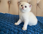 Кошки в Костроме: Котята 13.06.2026 г.р. От чистокровных родиьелей,шотландская золотая шиншилла Мальчик, 12 000 руб. - фото 1