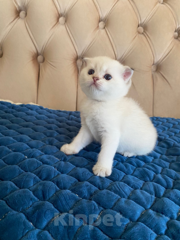 Кошки в Костроме: Котята 13.06.2026 г.р. От чистокровных родиьелей,шотландская золотая шиншилла Мальчик, 12 000 руб. - фото 1