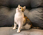 Кошки в Серпухове: Котенок в добрые руки Девочка, Бесплатно - фото 5