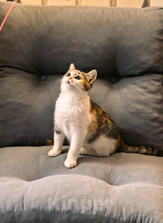 Кошки в Серпухове: Котенок в добрые руки Девочка, Бесплатно - фото 5