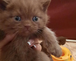 Кошки в Владивостоке: Британский котёнок. Питомник. Мальчик, 60 000 руб. - фото 6