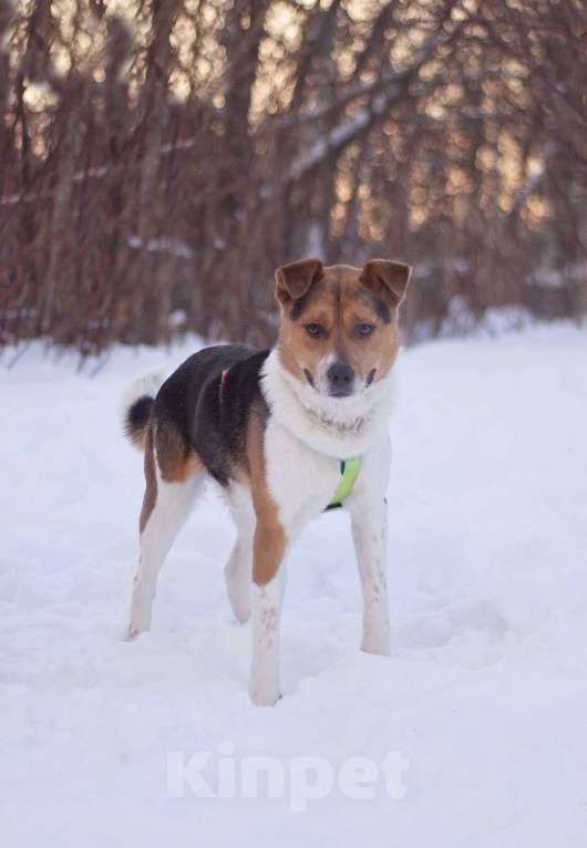 Собаки в Москве: Позитивный Феликс в добрые руки Мальчик, Бесплатно - фото 5