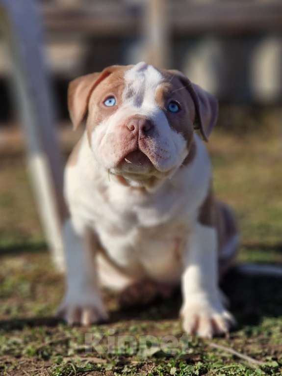Собаки в Евпатории: Американский булли щенок Мальчик, 150 000 руб. - фото 1