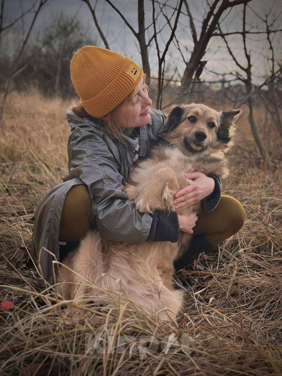 Собаки в Краснодаре: Спокойная собака ищет своего человека  Девочка, Бесплатно - фото 6