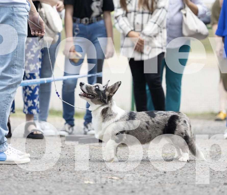 Собаки в Мытищах: Вязка Корги Кардиган(Юный Чемпион России) Мальчик, Бесплатно - фото 2