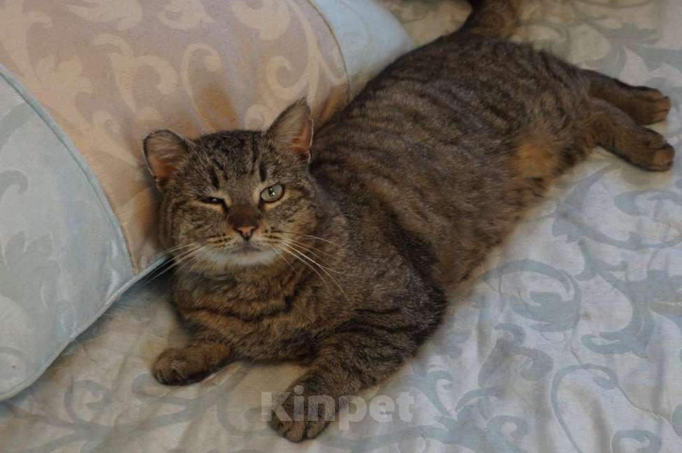 Кошки в Москве: Котик Борис в добрые руки Мальчик, Бесплатно - фото 5