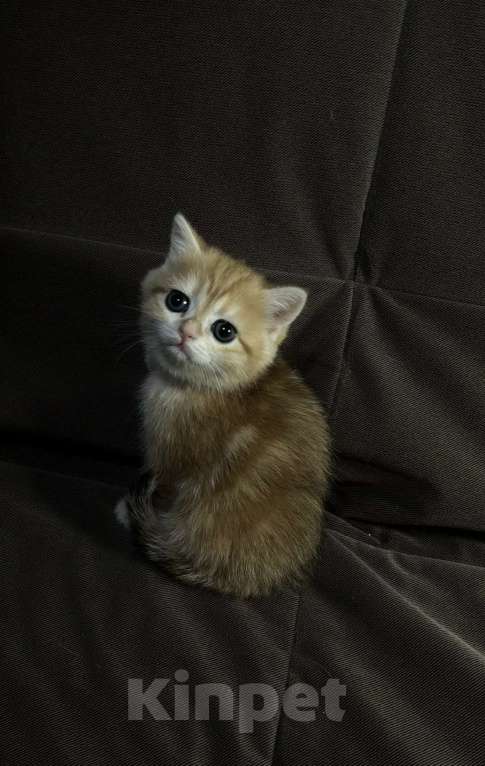 Кошки в Москве: Британская короткошерстная золотого окраса Разнополые, 30 000 руб. - фото 2