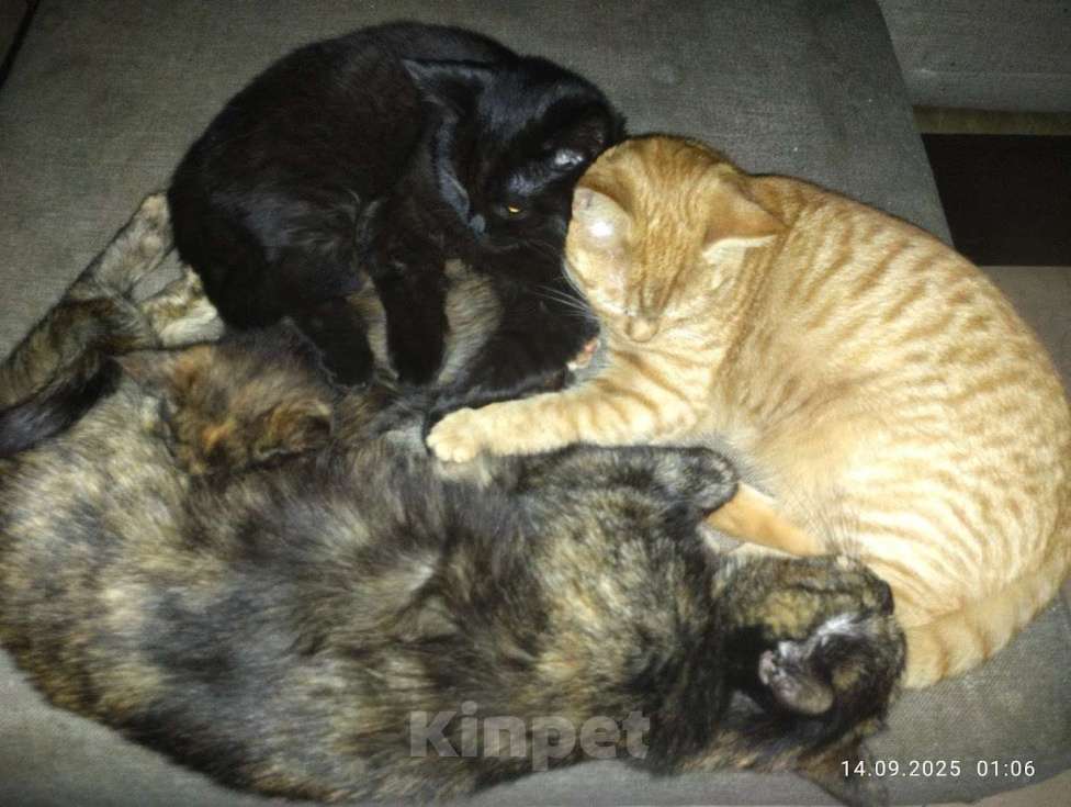 Кошки в Казани: Тигра Девочка, Бесплатно - фото 4