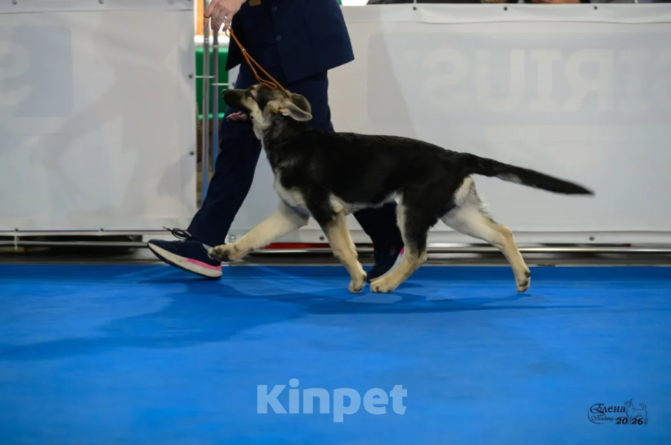 Собаки в Красноярске: Щенок ВЕО Нелли Голд Девочка, Бесплатно - фото 5