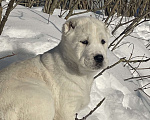 Собаки в Москве: Алабай, щенок, среднеазиатская овчарка Девочка, Бесплатно - фото 3
