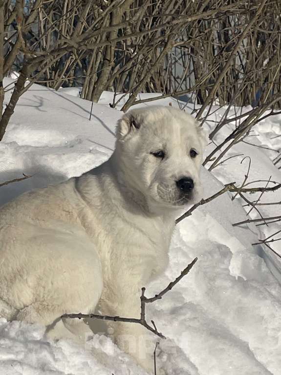 Собаки в Москве: Алабай, щенок, среднеазиатская овчарка Девочка, Бесплатно - фото 3