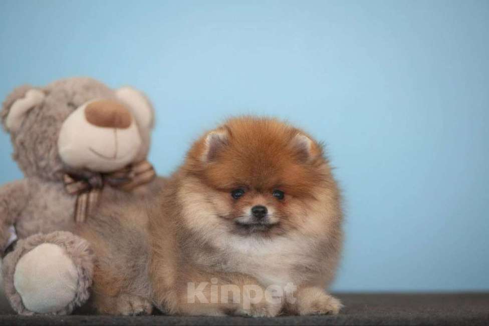 Собаки в других городах Московской области: Померанский шпиц Мальчик, 35 000 руб. - фото 2