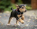 Собаки в Москве: 🐶 Бусинка ищет свою семью! 🐶 Девочка, Бесплатно - фото 4