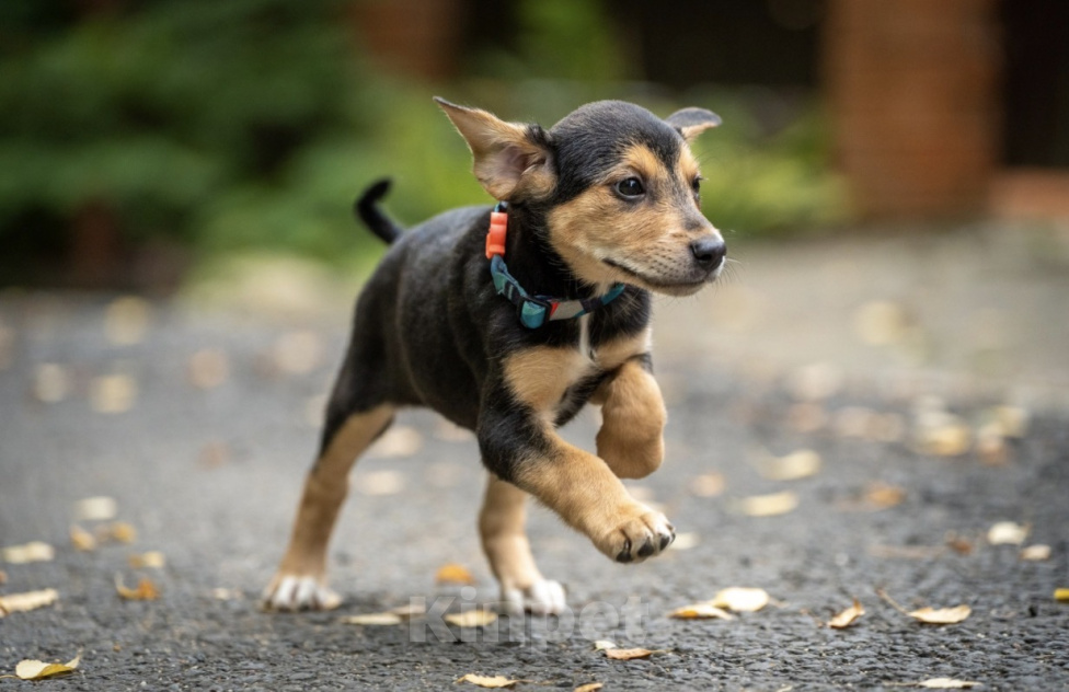 Собаки в Москве: 🐶 Бусинка ищет свою семью! 🐶 Девочка, Бесплатно - фото 4