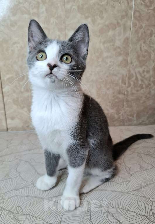 Кошки в Москве: Голубо-белый котёнок в добрые руки  Мальчик, Бесплатно - фото 9