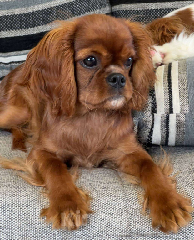 Собаки в Иваново: Очаровательная девочка Девочка, Бесплатно - фото 8