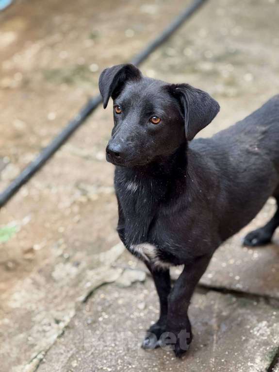 Собаки в Москве: Ирма Девочка, Бесплатно - фото 3