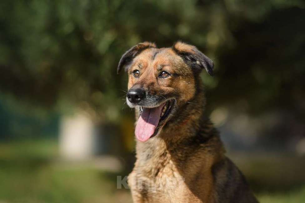 Собаки в Москве: Верта Девочка, Бесплатно - фото 2