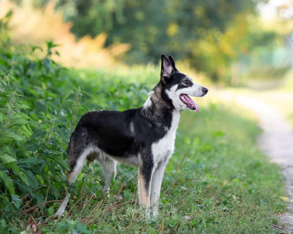 Собаки в Москве: Друг в добрые руки Мальчик, Бесплатно - фото 6