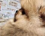 Собаки в Москве: Померанский шпиц курносый мальчик РКФ Мальчик, Бесплатно - фото 2
