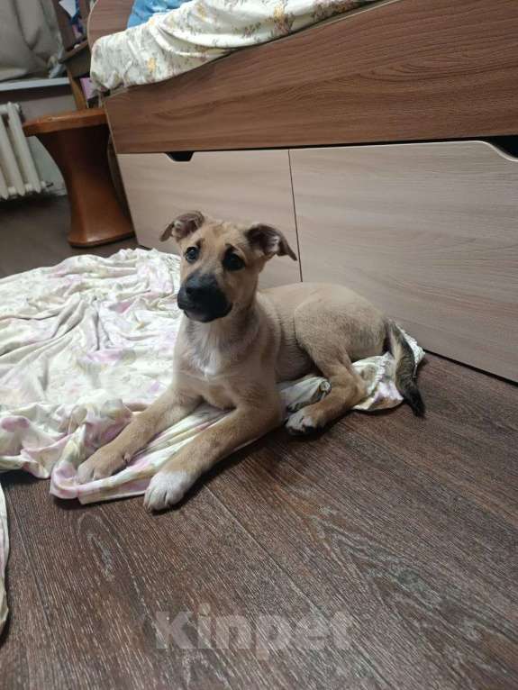 Собаки в Нижнем Тагиле: Щенок Мальчик, Бесплатно - фото 2