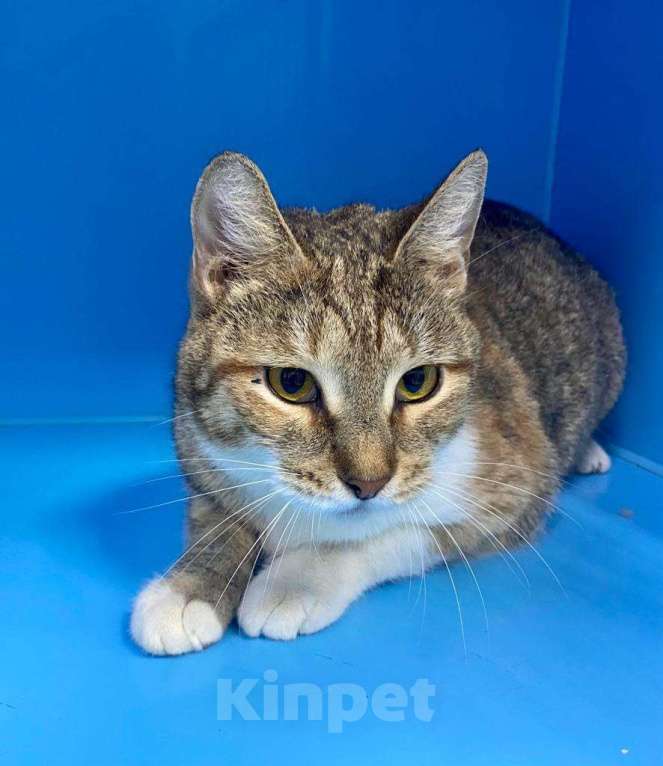 Кошки в Москве: Цвета пыльной розы Девочка, Бесплатно - фото 4