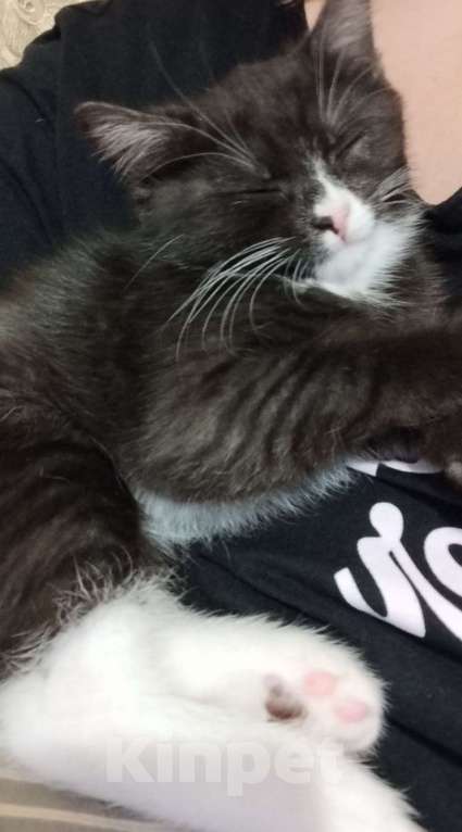 Кошки в Тюмени: Отдам котенка в добрые руки Мальчик, Бесплатно - фото 1