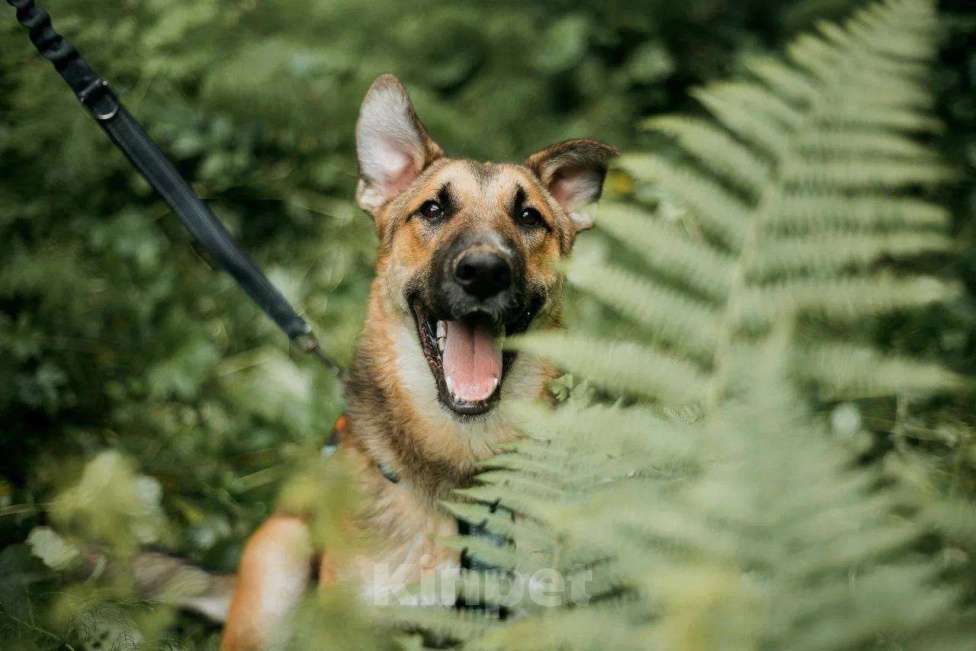Собаки в Москве: Алекс из приюта ищет дом Мальчик, Бесплатно - фото 3