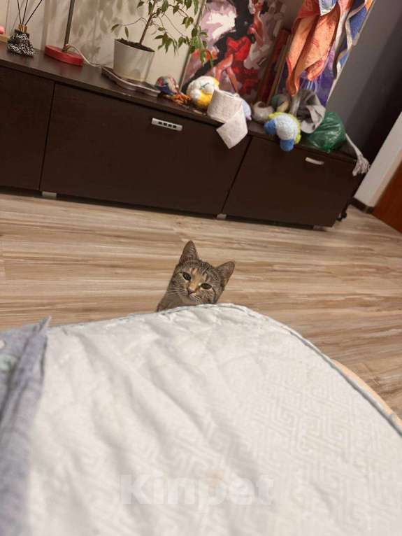 Кошки в Кудрово: Кошечка с изюминкой Девочка, Бесплатно - фото 4