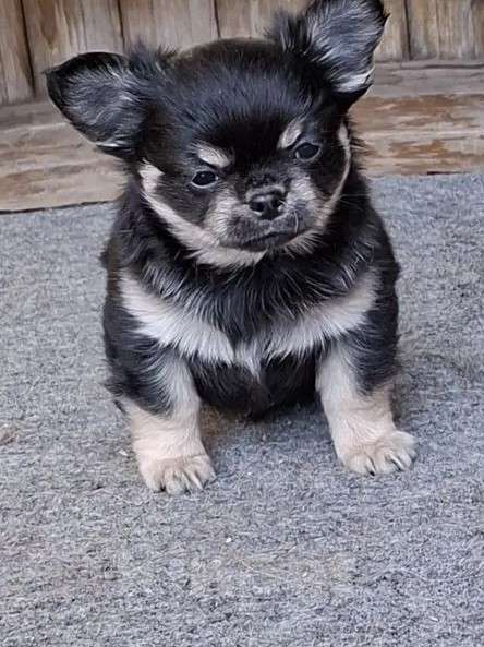 Собаки в других городах Калужской области: Мальчик черный триколор Мальчик, 50 000 руб. - фото 2