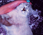Кошки в Кингисеппе: Кошечка, 10 руб. - фото 6