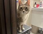 Кошки в Москве: Ласковая кошечка ищет новый дом Девочка, Бесплатно - фото 3