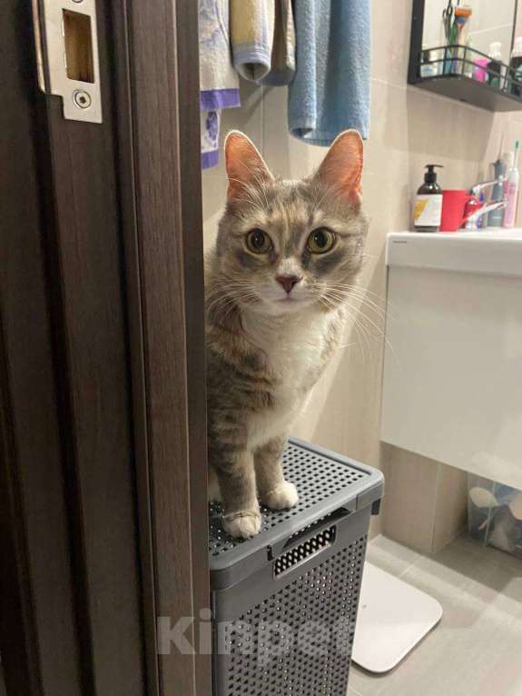 Кошки в Москве: Ласковая кошечка ищет новый дом Девочка, Бесплатно - фото 3