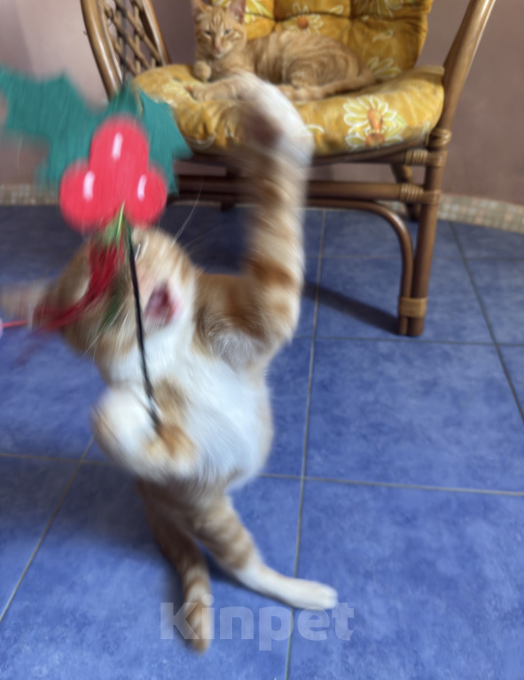 Кошки в Одинцово: Рыжий котенок в добрые руки Девочка, Бесплатно - фото 6