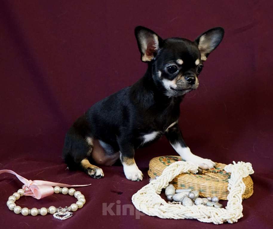 Собаки в Кудрово: ПАУЛА Чихуахуа Девочка, 70 000 руб. - фото 3