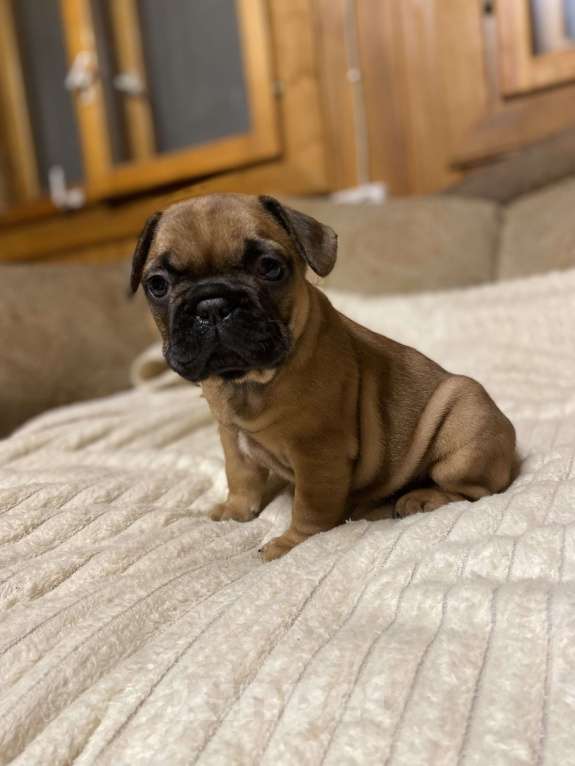 Собаки в Санкт-Петербурге: Шикарный мальчик французик  Мальчик, Бесплатно - фото 6