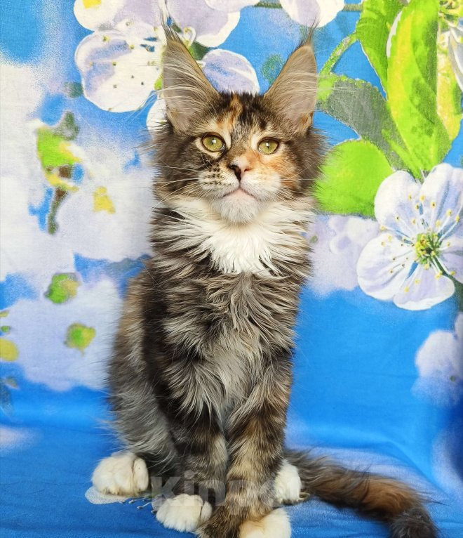 Кошки в Москве: Котёнок Мейн-кун Полидакт Девочка Девочка, 80 000 руб. - фото 1