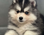 Собаки в Санкт-Петербурге: Мальчик помски  Мальчик, 80 000 руб. - фото 2