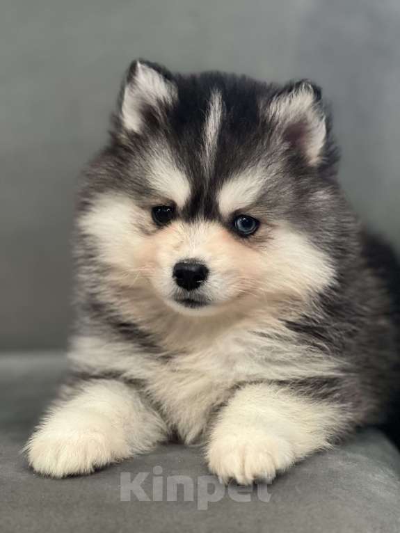 Собаки в Санкт-Петербурге: Мальчик помски  Мальчик, 80 000 руб. - фото 2