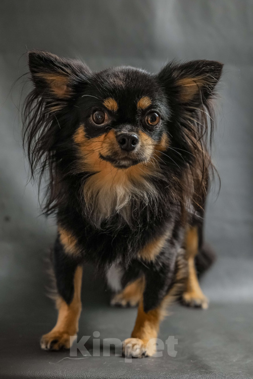 Собаки в Новосибирске: Вязка Чихуахуа  Мальчик, 20 000 руб. - фото 8